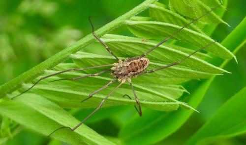 Réf. 293 673 : Phalangium opilio